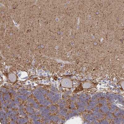 Immunohistochemistry-Paraffin: Sodium Potassium ATPase Alpha 3 Antibody [NBP2-37955] - Staining of human cerebellum shows strong membranous positivity in Purkinje cells.