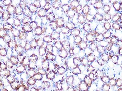 Immunohistochemistry-Paraffin: Sodium Potassium ATPase Beta 1 Antibody (4M5T3) [NBP3-16560] - Immunohistochemistry of paraffin-embedded mouse kidney using Sodium Potassium ATPase Beta 1 Rabbit mAb (NBP3-16560) at dilution of 1:100 (40x lens).Perform microwave antigen retrieval with 10 mM PBS buffer pH 7.2 before commencing with IHC staining protocol.