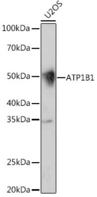 Western Blot: Sodium Potassium ATPase Beta 1 Antibody (4M5T3) [NBP3-16560] - Western blot analysis of extracts of U2OS cells, using Sodium Potassium ATPase Beta 1 Rabbit mAb (NBP3-16560) at 1:1000 dilution. Secondary antibody: HRP Goat Anti-Rabbit IgG (H+L) at 1:10000 dilution. Lysates/proteins: 25ug per lane. Blocking buffer: 3% nonfat dry milk in TBST. Detection: ECL Enhanced Kit. Exposure time: 30s.
