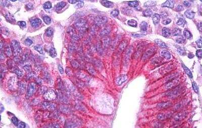 Immunohistochemistry-Paraffin: Sodium Potassium ATPase Beta 1 Antibody [NBP1-51987] - Staining of Human Small Intestine. Antibody at 5 ug/mL. Steamed antigen retrieval with citrate buffer pH 6, AP-staining.