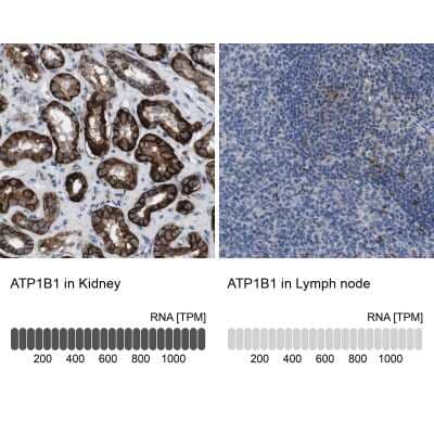Immunohistochemistry-Paraffin: Sodium Potassium ATPase Beta 1 Antibody [NBP2-54665] - Staining in human kidney and lymph node tissues using anti-ATP1B1 antibody. Corresponding ATP1B1 RNA-seq data are presented for the same tissues.
