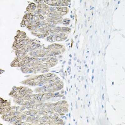 Immunohistochemistry-Paraffin: Sodium Potassium ATPase Beta 1 Antibody [NBP2-95093] - Paraffin-embedded mouse stomach using Sodium Potassium ATPase Beta 1 .