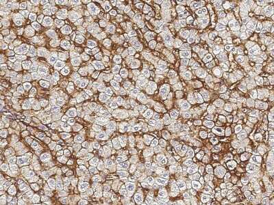 Immunohistochemistry-Paraffin: Sodium Potassium ATPase Beta 1 Antibody [NBP3-00261] - Immunochemical staining of human Sodium Potassium ATPase Beta 1 in human liver with rabbit polyclonal antibody (1:2000, formalin-fixed paraffin embedded sections).
