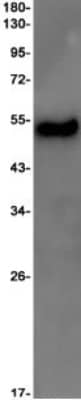 Western Blot: Sodium Potassium ATPase Beta 1 Antibody (S02-8B6) [NBP3-20085] - Western blot detection of Sodium Potassium ATPase Beta 1 in Rat Brain lysates using NBP3-20085 (1:1000 diluted). Predicted band size: 35kDa. Observed band size: 45-55kDa.