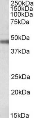 Western Blot: Sodium Potassium ATPase Beta 1 Antibody [NBP1-51987] - Staining of Rat Retina lysate (35 ug protein in RIPA buffer). Antibody at 0.1 ug/mL. Primary incubation was 1 hour. Detected by chemiluminescence.