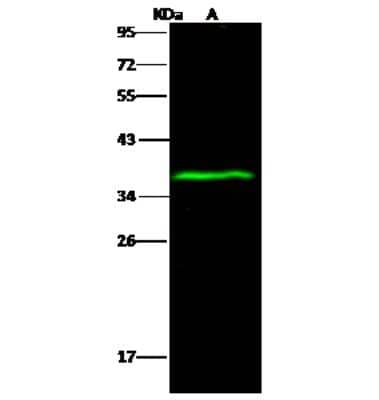 Western Blot: Sodium Potassium ATPase Beta 1 Antibody [NBP3-00261] - Anti-Sodium Potassium ATPase Beta 1 rabbit polyclonal antibody at 1:500 dilution. Lane A: MOLT4 Whole Cell Lysate. Lysates/proteins at 30 ug per lane. Secondary Goat Anti- Rabbit IgG H&L (Dylight 800) at 1/10000 dilution. Developed using the Odyssey technique. Performed under reducing conditions. Predicted band size: 35 kDa. Observed band size: 37 kDa