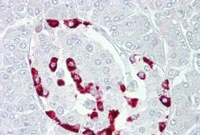 Immunohistochemistry: Somatostatin R1/SSTR1 Antibody [NBP2-88331] - Immunohistochemistry with Pancreas tissue at an antibody concentration of 5ug/ml using anti-SSTR1 antibody