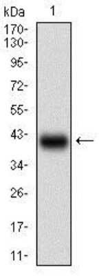 Western Blot: Somatostatin R3/SSTR3 Antibody (7H8E5) [NBP2-37266] - Western blot analysis using SSTR3 mAb against human SSTR3 (AA: 1-43) recombinant protein. (Expected MW is 30.2 kDa)