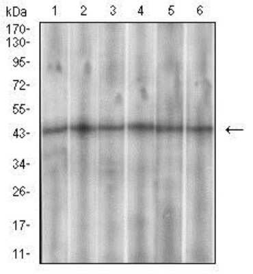 Western Blot: Somatostatin R3/SSTR3 Antibody (7H8E5) [NBP2-37266] - Western blot analysis using SSTR3 mouse mAb against Hela (1), PANC-1 (2), PC-12 (3),SK-N-SH (4), U937 (5) and HepG2 (6) cell lysate.