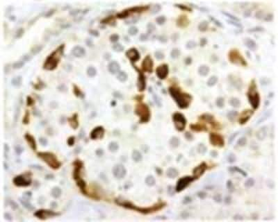 Immunohistochemistry-Paraffin: Somatostatin R3/SSTR3 Antibody [NB100-74538] - Staining of SSTR3 in human pancreatic islands.