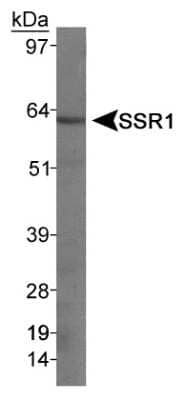 Western Blot: Somatostatin Receptor 1 Antibody [NB300-120] - Detection of SSR1 from rat pancreas using NB300-120 (1:1000).