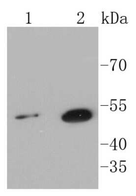 Western Blot: Sonic Hedgehog/Shh Antibody (SC05-28) [NBP2-67603] - Analysis of Sonic Hedgehog Protein on different lysates using anti-Sonic Hedgehog Protein antibody at 1/1,000 dilution. Positive control: Lane 1: Hela Lane 2: HepG2