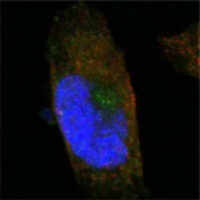 Immunocytochemistry/Immunofluorescence: SorLA Antibody (3B6B11) [NBP1-28882] - Analysis of PANC-1 cells using SORL1 mouse mAb (green). Red: Actin filaments have been labeled with Alexa Fluor-555 phalloidin. Blue: DRAQ5 fluorescent DNA dye.