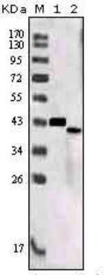 Western Blot: SorLA Antibody (7D7B11) [NBP1-28885] - Western blot analysis using SORL1 mouse mAb against truncated SORL1 recombinant protein (1) and SORL1 (aa2159-2214)-hIgGFc transfected CHO-K1 cell lysate (2).