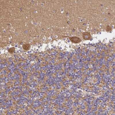 Immunohistochemistry: SorLA Antibody [NBP2-38177] - Staining of human cerebellum shows strong cytoplasmic  positivity in Purkinje cells.