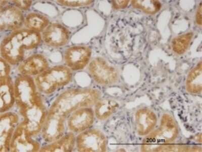Immunohistochemistry-Paraffin: Sorbitol Dehydrogenase Antibody (4D3) [H00006652-M01] - Analysis of monoclonal antibody to SORD on formalin-fixed paraffin-embedded human kidney. Antibody concentration 1.2 ug/ml.