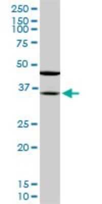 Western Blot: Sorbitol Dehydrogenase Antibody (4D3) [H00006652-M01] - SORD monoclonal antibody (M01), clone 4D3. Analysis of SORD expression in NIH/3T3.
