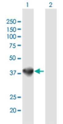 Western Blot: Sorbitol Dehydrogenase Antibody [H00006652-B01P] - Analysis of SORD expression in transfected 293T cell line by SORD polyclonal antibody.  Lane 1: SORD transfected lysate(39.27 KDa). Lane 2: Non-transfected lysate.