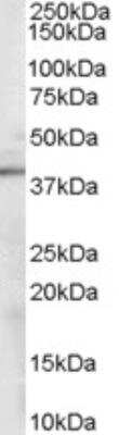 Western Blot: Sorbitol Dehydrogenase Antibody [NB100-1486] - Staining of mouse kidney lysate (35 ug protein in RIPA buffer). Antibody at 0.1 ug/mL. Detected by chemiluminescence.