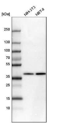 Western Blot: Sorbitol Dehydrogenase Antibody [NBP1-87415] - Analysis in mouse cell line NIH-3T3 and rat cell line NBT-II.