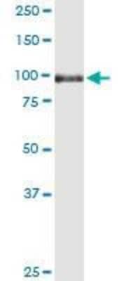 Western Blot: Sortilin Antibody (1B3) [H00006272-M01] - SORT1 monoclonal antibody (M01), clone 1B3. Western Blot analysis of SORT1 expression in human spleen.