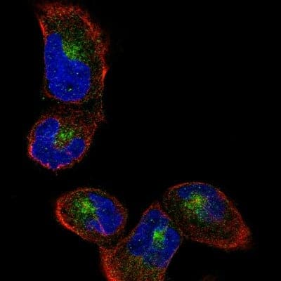 Immunocytochemistry/Immunofluorescence: Sortilin Antibody (CL6526) [NBP2-76498] - Staining of RH-30 cells using the Anti-SORT1 monoclonal antibody, showing specific staining of the golgi apparatus in green. Microtubule- and nuclear probes are visualized in red and blue, respectively (where available). Antibody staining is shown in green.