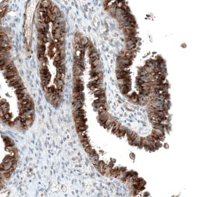 Immunohistochemistry-Paraffin: Sortilin Antibody (CL6526) [NBP2-76498] - Staining of human fallopian tube shows moderate to strong cytoplasmic positivity in glandular cells.