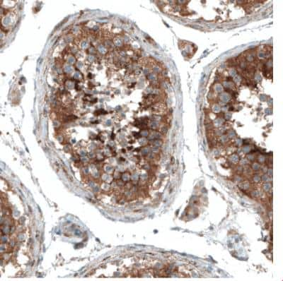 Immunohistochemistry-Paraffin: Sortilin Antibody (CL6526) [NBP2-76498] - Staining of human testis shows strong cytoplasmic positivity in cells in seminiferous ducts.