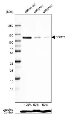 <b>Genetic Strategies Validation and Orthogonal Strategies Validation.</b>Western Blot: Sortilin Antibody (CL6526) [NBP2-76498] - Analysis in Rh30 cells transfected with control siRNA, target specific siRNA probe #1 and #2, using Anti-SORT1 antibody. Remaining relative intensity is presented. Loading control: Anti-GAPDH.