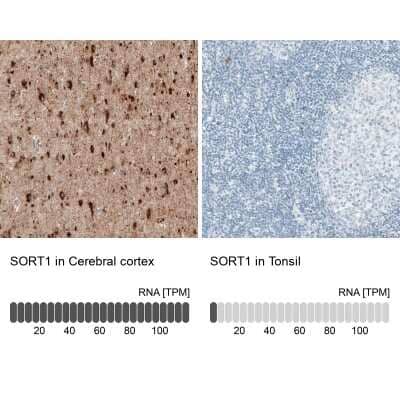 <b>Orthogonal Strategies Validation. </b>Immunohistochemistry-Paraffin: Sortilin Antibody (CL6528) [NBP2-76501] - Analysis in human cerebral cortex and tonsil tissues. Corresponding SORT1 RNA-seq data are presented for the same tissues.