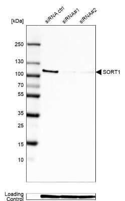 Western Blot: Sortilin Antibody (CL6528) [NBP2-76501] - Analysis in Rh30 cells transfected with control siRNA, target specific siRNA probe #1 and #2, using Anti-SORT1 antibody. Remaining relative intensity is presented. Loading control: Anti-GAPDH.