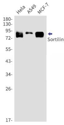 Western Blot: Sortilin Antibody (S02-6B4) [NBP3-15095] - Western blot detection of Sortilin in Hela, A549, MCF-7 cell lysates using Sortilin Rabbit mAb (1:1000 diluted). Predicted band size: 92kDa. Observed band size: 92kDa.