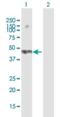 Western Blot: Sorting Nexin 32 Antibody [H00254122-B01P] - Analysis of SNX32 expression in transfected 293T cell line by SNX32 polyclonal antibody.  Lane 1: FLJ30934 transfected lysate(44.33 KDa). Lane 2: Non-transfected lysate.