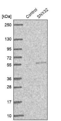 Western Blot Sorting Nexin 32 Antibody - BSA Free