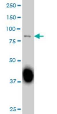 Western Blot: Sp3 Antibody (2E5) [H00006670-M07] - Analysis of SP3 expression in A-549 (Cat # L025V1).