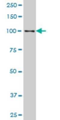 Western Blot: Sp3 Antibody (3G5) [H00006670-M12] - Analysis of SP3 expression in human stomach.