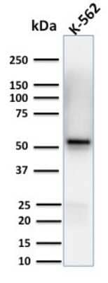 Western Blot: Spastin Antibody (Sp 6C6) - Azide and BSA Free [NBP3-08753] - Western Blot Analysis of human K-562 cell lysates using Spontaneous Monoclonal Antibody (Sp 6C6).