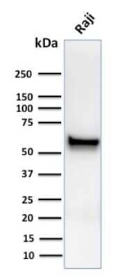 Western Blot: Spastin Antibody (Sp 6C6) - Azide and BSA Free [NBP3-08753] - Western Blot Analysis of human Raji cell lysates using Spastin Mouse Monoclonal Antibody (Sp 6C6).