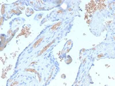 Immunohistochemistry-Paraffin: Spectrin alpha 1 Antibody (SPTA1/2939R) - Azide and BSA Free [NBP3-08346] - Formalin-fixed, paraffin-embedded human Pancreas stained with Spectrin alpha 1 Rabbit Recombinant Monoclonal Antibody (SPTA1/2939R).