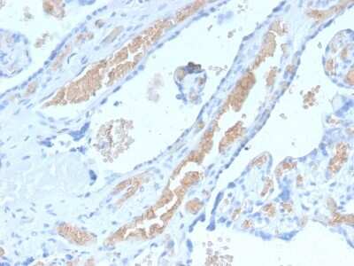 Immunohistochemistry-Paraffin: Spectrin alpha 1 Antibody (SPTA1/2939R) - Azide and BSA Free [NBP3-08346] - Formalin-fixed, paraffin-embedded human Pancreas stained with Spectrin alpha 1 Rabbit Recombinant Monoclonal Antibody (SPTA1/2939R).