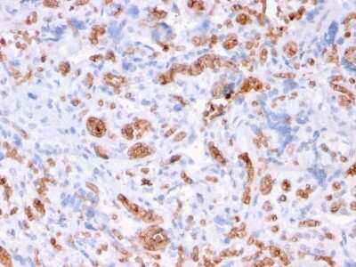 Immunohistochemistry-Paraffin: Spectrin alpha 1 Antibody (rSPTA1/1832) - Azide and BSA Free [NBP3-08317] - Formalin-fixed, paraffin-embedded human Placenta stained with Spectrin alpha 1 Mouse Recombinant Monoclonal Antibody (rSPTA1/1832).