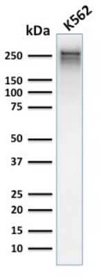 Western Blot: Spectrin alpha 1 Antibody (rSPTA1/1832) - Azide and BSA Free [NBP3-08317] - Western Blot Analysis of human K562 cell lysate using Spectrin alpha 1 Mouse Recombinant Monoclonal Antibody (rSPTA1/1832).