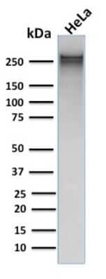 Western Blot: Spectrin alpha 1 Antibody (rSPTA1/1832) - Azide and BSA Free [NBP3-08317] - Western Blot Analysis of human HeLa cell lysate using Spectrin alpha 1 Mouse Recombinant Monoclonal Antibody (rSPTA1/1832).