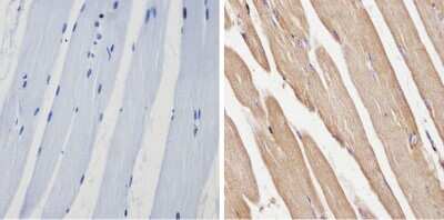 Immunohistochemistry-Paraffin: Spectrin beta 1 Antibody (4C3) [NB300-574] - Analysis showing positive staining in the cytoplasm and membrane of Mouse skeletal muscle (right) compared with a negative control in the absence of primary antibody (left).