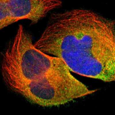 Immunocytochemistry/Immunofluorescence: Spectrin beta 1 Antibody [NBP1-90350] - Immunofluorescent staining of human cell line U-2 OS shows localization to cytosol.