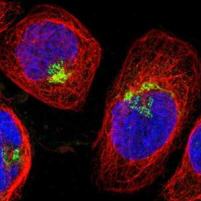 Immunocytochemistry/Immunofluorescence: Spectrin beta 2 Antibody [NBP1-86088] - Staining of human cell line A-431 shows localization to the Golgi apparatus. Antibody staining is shown in green.