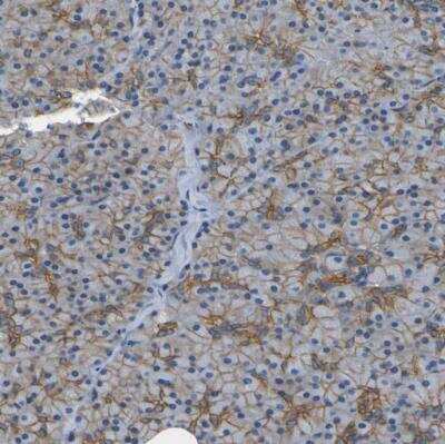 Immunohistochemistry-Paraffin: Spectrin beta 2 Antibody [NBP1-86088] - Staining of human pancreas shows weak to moderate membranous positivity in exocrine glandular cells.