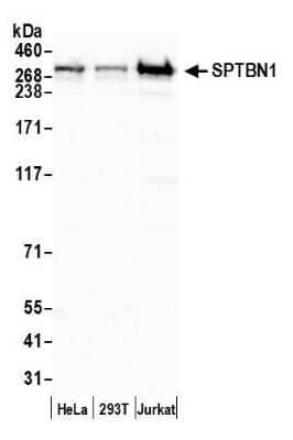 Western Blot: Spectrin beta 2 Antibody [NB100-40828] - Detection of human SPTBN1 by western blot. Samples: Whole cell lysate (50 ug) from HeLa, HEK293T, and Jurkat cells prepared using NETN lysis buffer. Antibody: Affinity purified rabbit anti-SPTBN1 antibody NB100-40828 used for WB at 0.1 ug/ml. Detection: Chemiluminescence with an exposure time of 10 seconds.