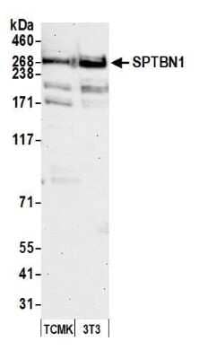 Western Blot: Spectrin beta 2 Antibody [NB100-40828] - Detection of mouse SPTBN1 by western blot. Samples: Whole cell lysate (50 ug) from TCMK-1 and NIH 3T3 cells prepared using NETN lysis buffer. Antibody: Affinity purified rabbit anti-SPTBN1 antibody NB100-40828 used for WB at 0.1 ug/ml. Detection: Chemiluminescence with an exposure time of 30 seconds.