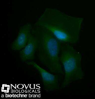 Immunocytochemistry/Immunofluorescence: Spectrin beta 3 Antibody (3B1NB) [Alexa Fluor 488] [NBP2-44310AF488] - HeLa cells were fixed for 10 minutes using 10% formalin and then permeabilized for 5 minutes using 1X PBS + 0.05% Triton-X100.  The cells were incubated with anti-Spectrin beta 3 (3B1NB) conjugated to Alexa Fluor 488 [NBP2-44310AF488] at 10ug/ml for 1 hour at room temperature.  Nuclei were counterstained with DAPI (Blue).  Cells were imaged using a 40X objective.